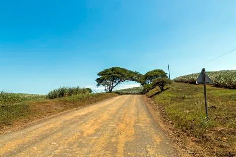 Empty Dirt Road Through Trees and Sugar Cane Plantations Stock Photos