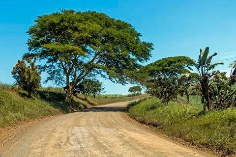 Empty Dirt Road Through Trees and Sugar Cane Plantations Stock Photos