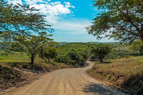 Empty Dirt Road Through Trees and Sugar Cane Plantations Stock Photos