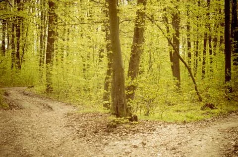 Empty dirt road which splits in two, concept for life choices Stock Photos