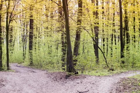 Empty dirt road which splits in two, concept for life choices Stock Photos