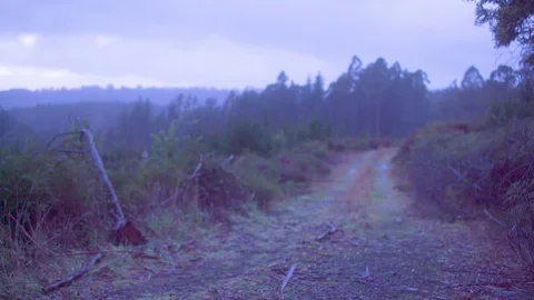 Empty dirt track in forest Stock Footage 76102256