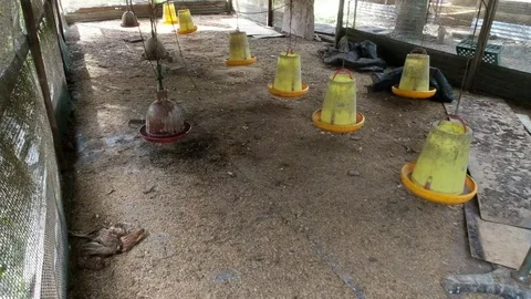 Empty dirty chicken coop with chicken carcass Stock Footage 102092253