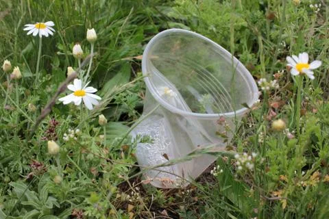 Empty disposable plastic cup on the grass with white daisy flowers. Stock Photos