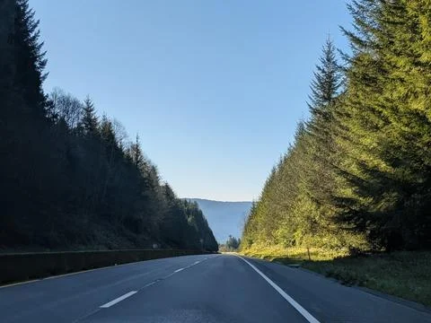 Empty divided highway stretches through towering trees beneath clear blue sky 写真素材