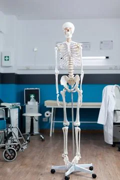 Empty doctor office having human body skeleton used as medical instrument Stock Photos