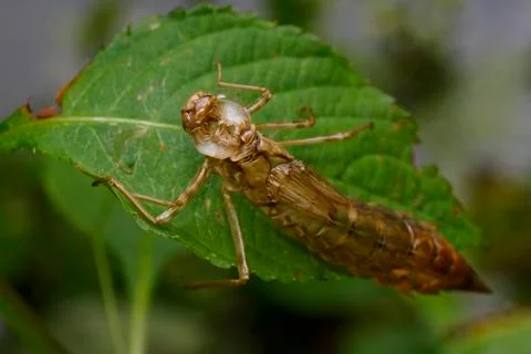 Empty dragonfly larva Stock Photos
