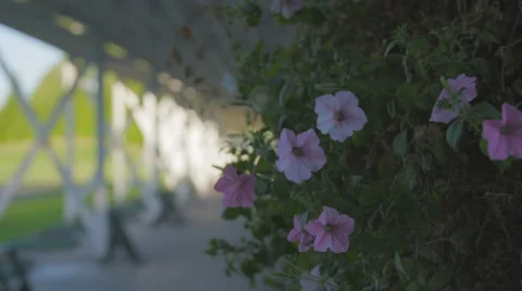 Empty driving range Stock Footage 60066669