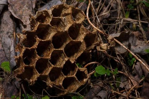 Empty dry broken abandoned wasps nest, bee hive with hexagon pattern Stock Photos
