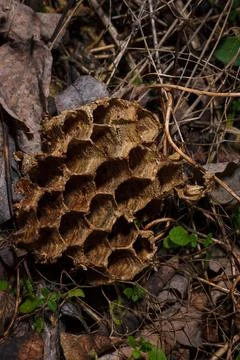 Empty dry broken abandoned wasps nest, bee hive with hexagon pattern, honeycomb Stock Photos