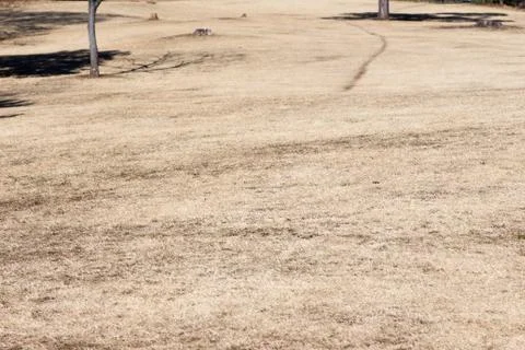Empty dry lawn field Stock Photos