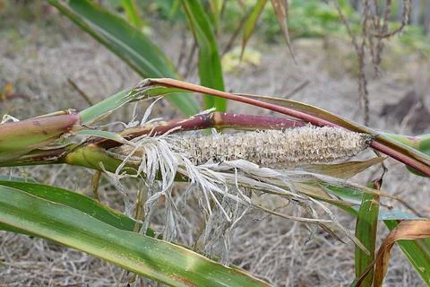 An empty ear of corn on a fallen stalk with grain pecked out by birds. Stock Photos