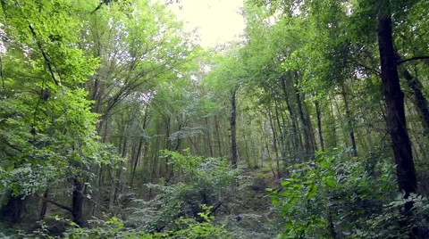 Empty earth road and green tall trees in deep forest, pan shoot Stock Footage 66260990