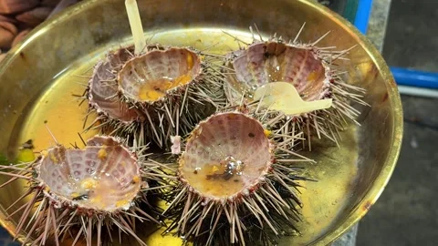 Empty eaten sea urchins Stock Footage 341863841