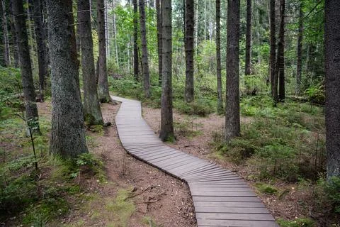 Empty ecological trail in dense dark coniferous forest in autumn. Hiking tr.. Stock Photos