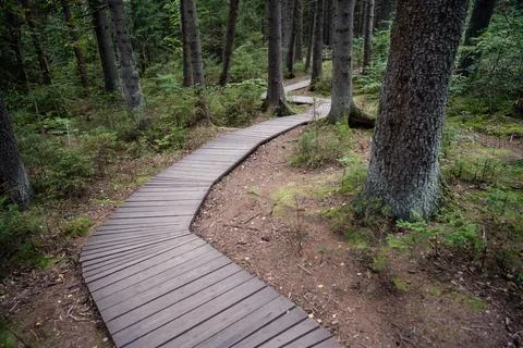 Empty ecological trail in dense dark coniferous forest in autumn. Hiking tr.. Stock-Fotos