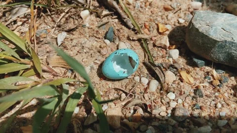 An empty eggshell. Stock Footage 242013257