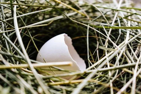 Empty eggshell rests in a nest of dry grass, symbolizing new beginnings Stock Photos
