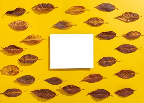 Empty elevated rectangular frame mock up and autumn leaves on yellow backgrou Stock Photos