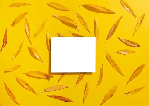 Empty elevated rectangular frame mock up and autumn willow leaves on yellow b Stock Photos