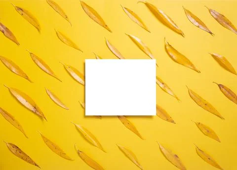 Empty elevated rectangular frame mock up and autumn willow leaves on yellow b Stock Photos