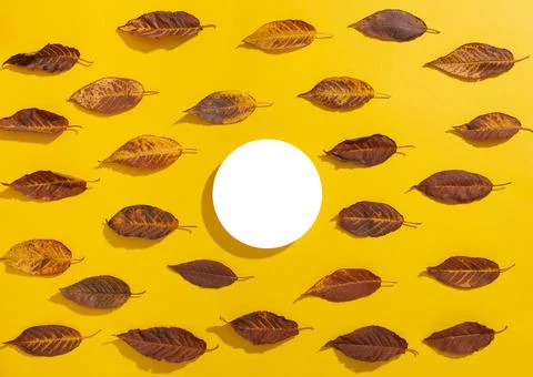 Empty elevated round frame mock up and autumn leaves on yellow background. Fotos Stock