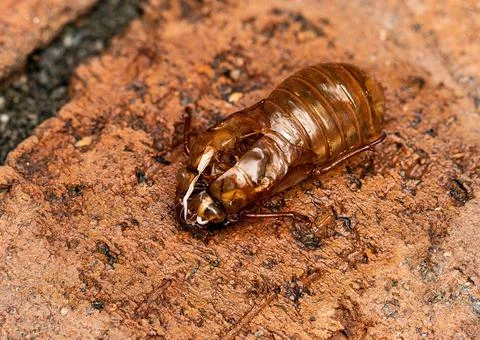 Empty Exoskeleton of Brood X Cicada Foto stock