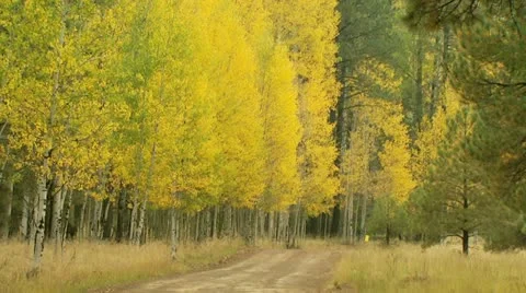 Empty Fall Mountain Road Stock Footage 11424260