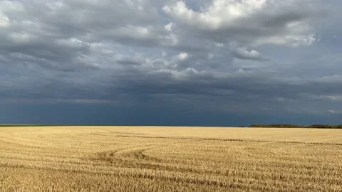 On the empty field after harvesting in sunny day before storm. Stock Footage 136589833