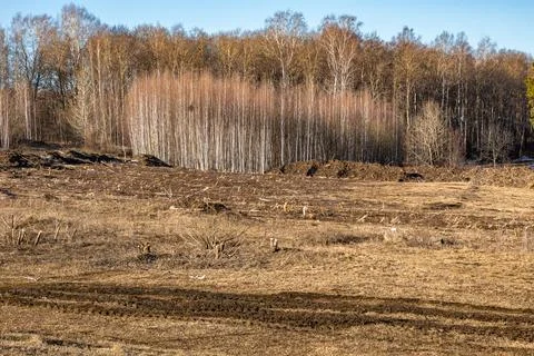 Empty Field After Trees Were Cut Down for Building Stock Photos