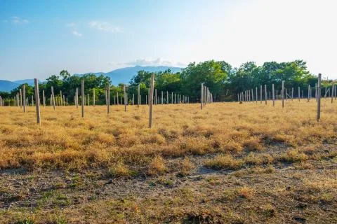 Empty field and pillars. Vineyard without planted trees. Stock Photos