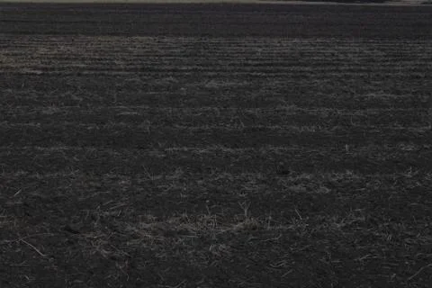 An empty field with black soil and small dry bunches of yellow grass somewher Stock Photos
