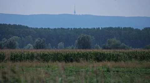 Empty field with corn field, forest and hills in distance Stock Photos