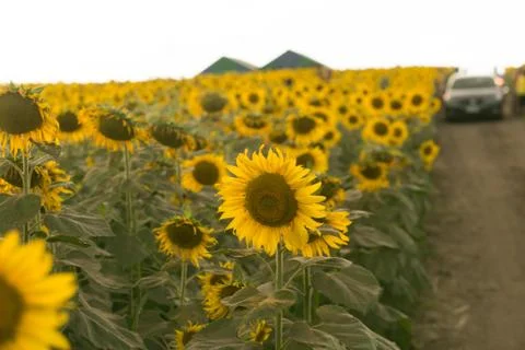 Empty field with sunflowers Stock Photos