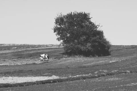 Empty fields and cow next to single tree Foto stock