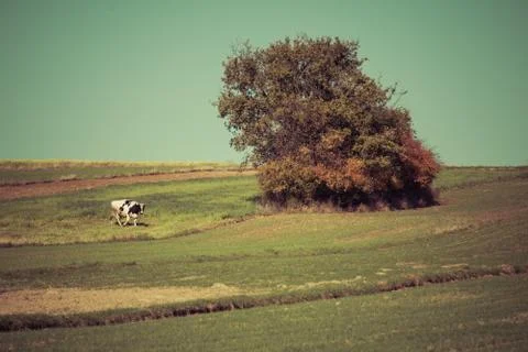 Empty fields and cow next to single tree Foto stock