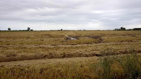 Empty flat harvested paddy field, with golden yellow color Stock Footage 103158207