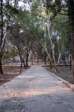 An empty floor in a city park surrounded by trees in the morning. Good for mo Stock Photos