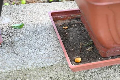 Empty Flower Pot Base Close-Up, Gardening Preparation Concept Stock Photos