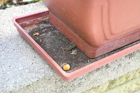 Empty Flower Pot Base Close-Up, Gardening Preparation Concept Fotos de archivo