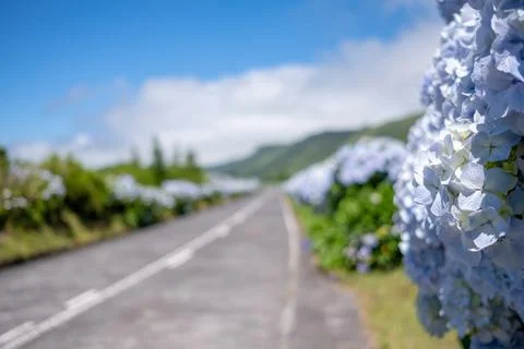 Empty flowery road with hydrangea in selective focus in São Miguel Azores Stock Photos