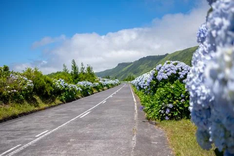 Empty flowery road with hydrangeas in Sete Cidades. São Miguel Azores Stock Photos