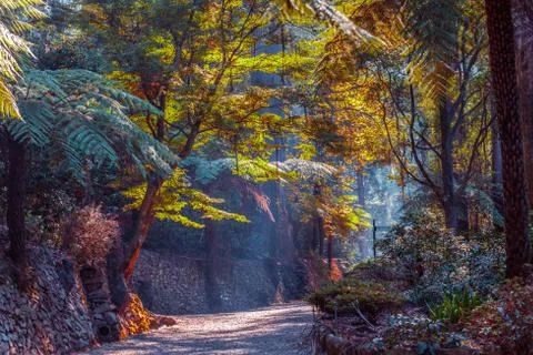 Empty footpath among trees glowing in sunlight in fall Stock Photos