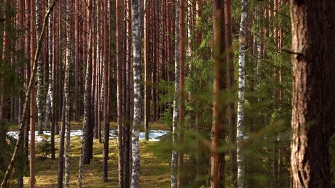Empty footpath in the early spring forest Stock Footage 88497505