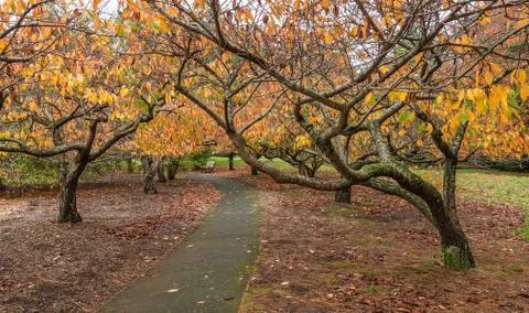 Empty footpath in the garden with cherry trees Stock Photos