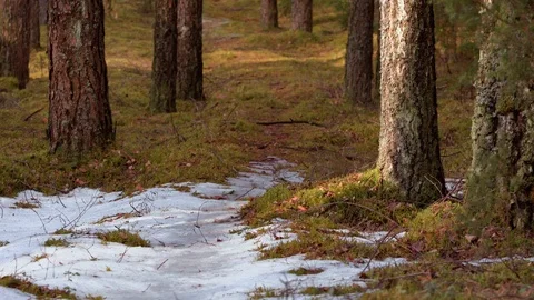 Empty footpath through the pine forest in the early spring Stock Footage 88499030