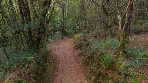Empty Footpath In The Wilderness. Dolly Shot Stock Footage 321940212