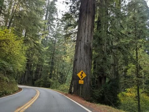 An empty forest highway bends through towering redwoods Stock Photos