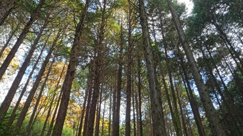 In the empty forest, many trees swaying Stock Footage 324851729