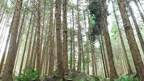 In the empty forest, many trees swaying Stock Footage 324852914